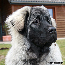 sarplaninac Falco 7 months