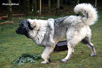 sarplaninac Falco 7 months