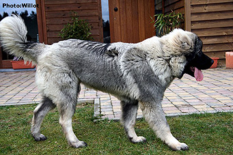 sarplaninac Falco 6,5 months