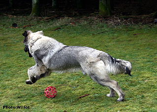 sarplaninac Falco 6,5 months