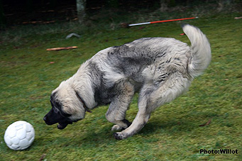 sarplaninac Falco 6,5 months