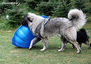 sarplaninac Falco 8,5 months