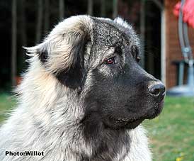sarplaninac Falco 8,5 months