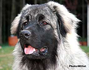 sarplaninac Falco 8,5 months