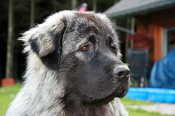 sarplaninac Falco 1 year