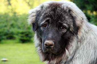 sarplaninac Falco 1 year