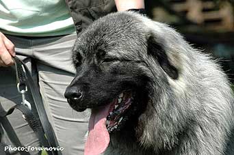 sarplaninac Falco 10 months