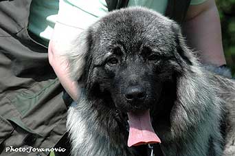 sarplaninac Falco 10 months