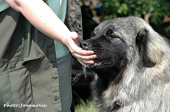 sarplaninac Falco 10 months