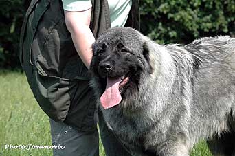sarplaninac Falco 10 months
