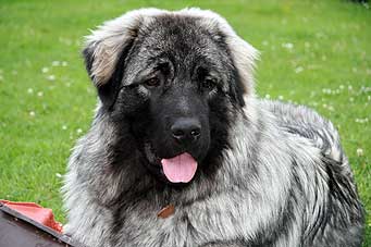 sarplaninac Falco 1 year