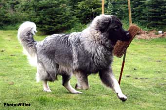 sarplaninac Falco 10 months