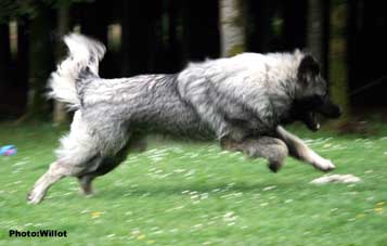 sarplaninac Falco 1 year