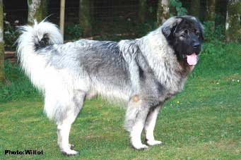 sarplaninac Falco 14 months