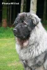 sarplaninac Falco 14 months