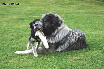 sarplaninac Falco 14 months