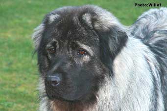 sarplaninac Falco 14 months