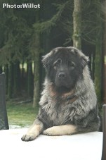 sarplaninac Falco 15 months
