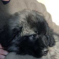sarplaninac Falco 9 weeks