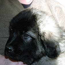 sarplaninac Falco 9 weeks