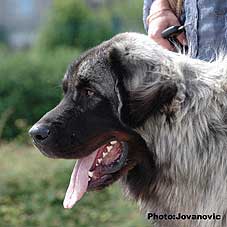sarplaninac Farouk 9 months