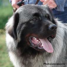 sarplaninac Farouk 9 months