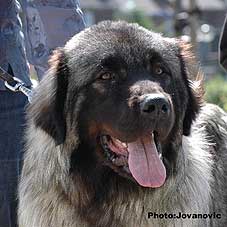 sarplaninac Farouk 9 months