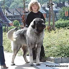 sarplaninac Farouk 9 months