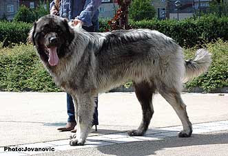 ssarplaninac Farouk 9 months