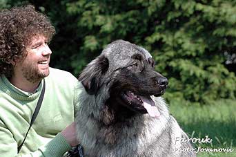 sarplaninac Farouk 10 months