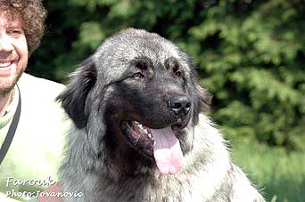 sarplaninac Farouk 10 months