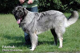sarplaninac Farouk 10 months