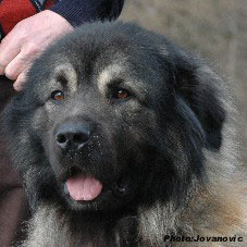 sarplaninac Farouk 2,5 years