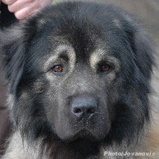 sarplaninac Farouk 2,5 years