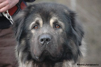 sarplaninac Farouk 2,5 years