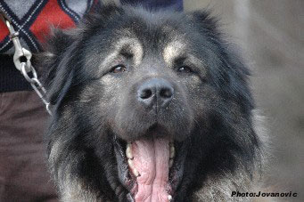sarplaninac Farouk 2,5 years