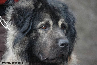 sarplaninac Farouk 2,5 years