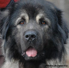 sarplaninac Farouk 2,5 years