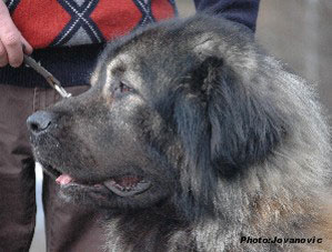 sarplaninac Farouk 2,5 years