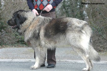 sarplaninac Farouk 2,5 years