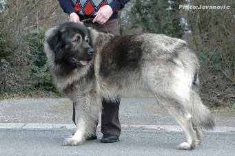sarplaninac Farouk 2,5 years