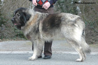 sarplaninac Farouk 2,5 years