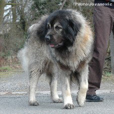 sarplaninac Farouk 2,5 years