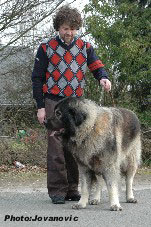 sarplaninac Farouk 2,5 years