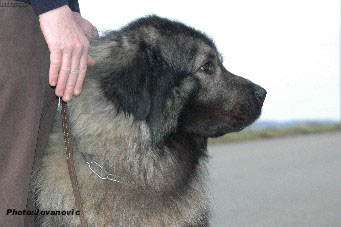 sarplaninac Farouk 2,5 years