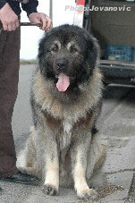 sarplaninac Farouk 2,5 years
