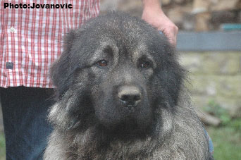 sarplaninac Farouk 4 years