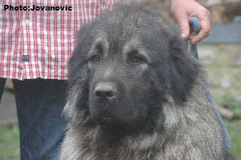 sarplaninac Farouk 4 years
