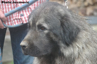 sarplaninac Farouk 4 years
