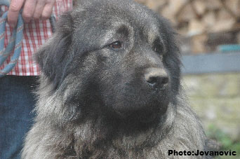 sarplaninac Farouk 4 years